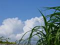 2008-0824_Elephant_Grass_1520_Temperature_20,2C